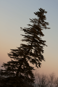 Evergreen at sunset, Crane Estate, Massachusetts